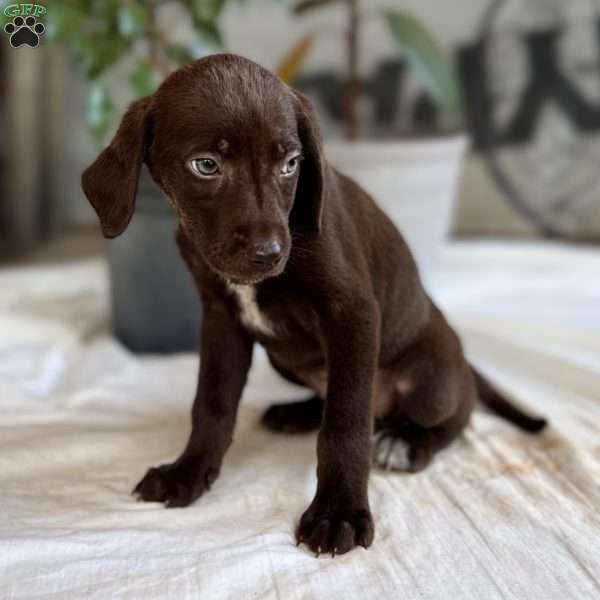 Samantha, Chocolate Labrador Retriever Puppy